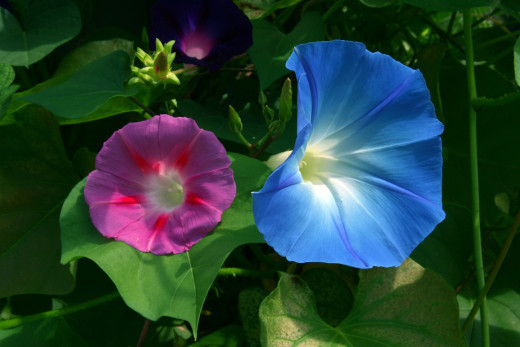 613687 (a): :1600x1067